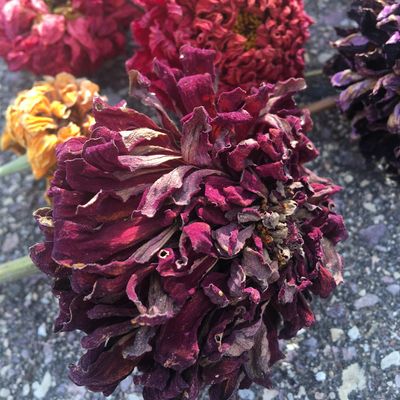 Plants Pants Productions