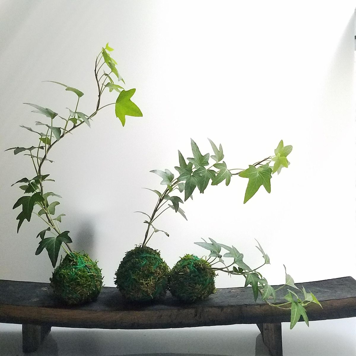 Kokedama : Learn to make your own Japanese Floating Garden