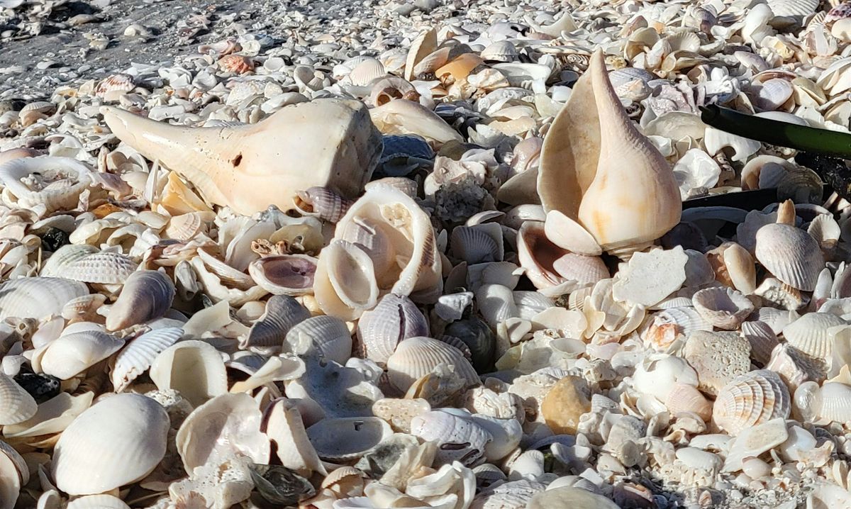 Seashell Walk