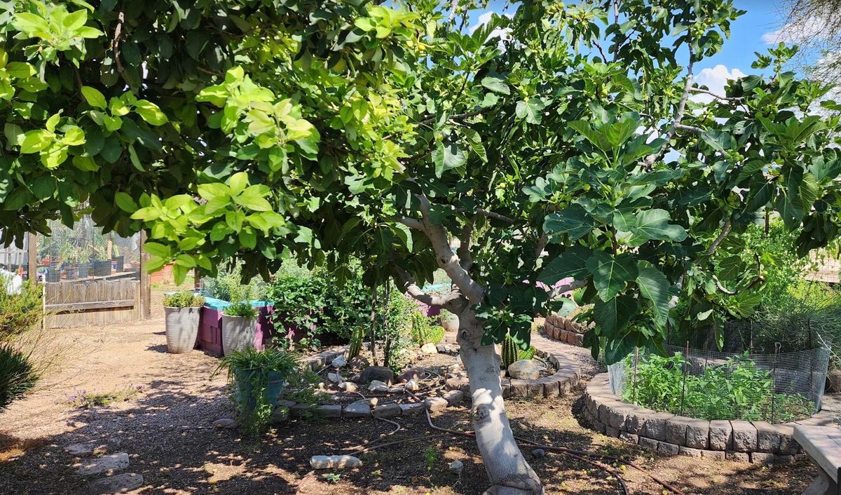 Propagation Workshop w\/ Pima County Master Gardener