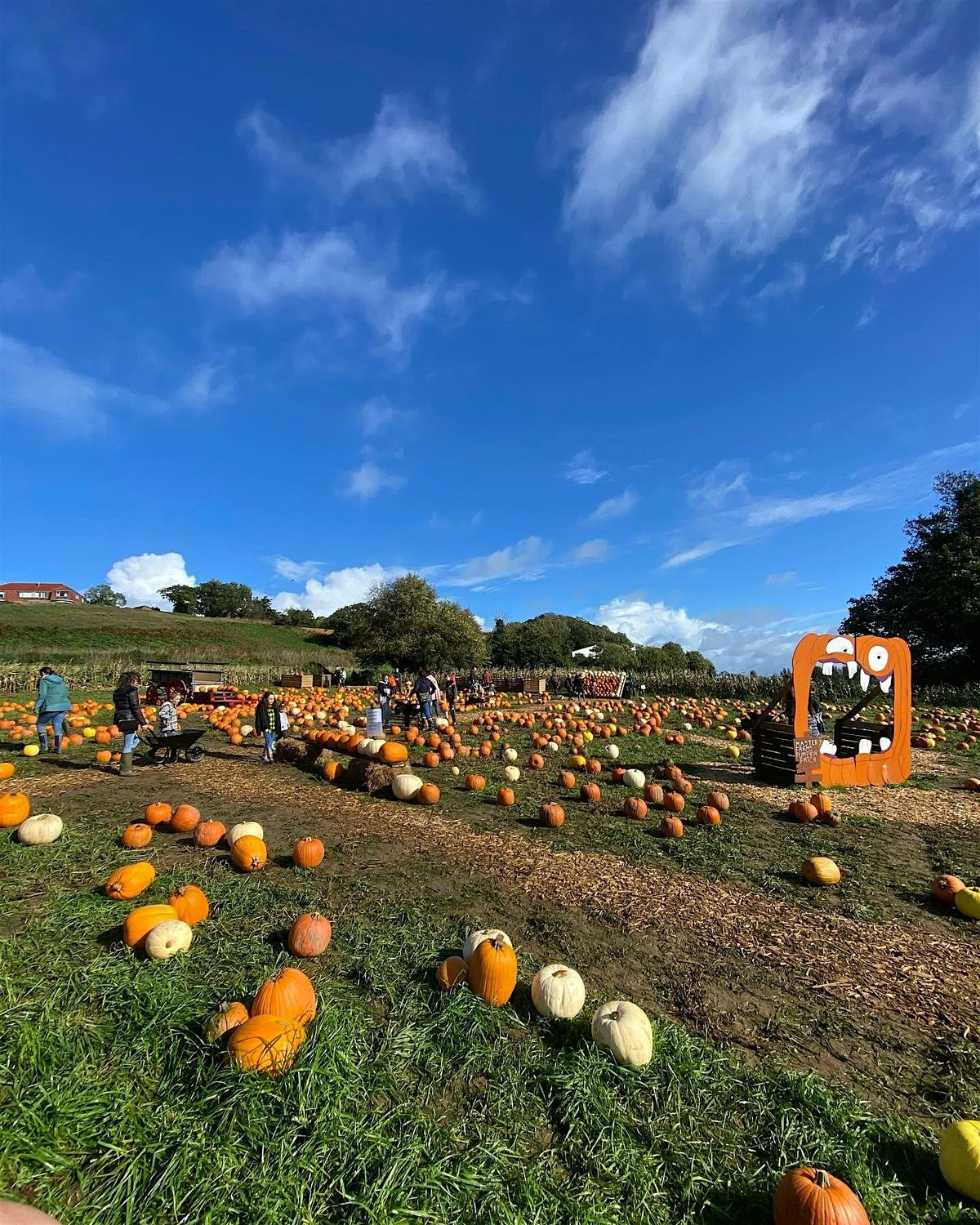 Master Farms' Pumpkin Patch