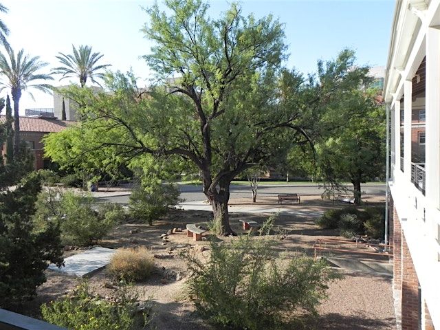 Old Main: New Directions in Landscape U of Arizona Campus Arboretum Tour