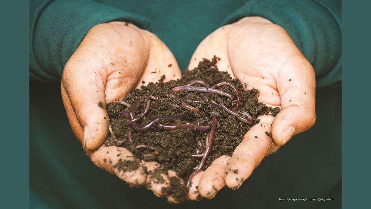Worm Farming for Beginners
