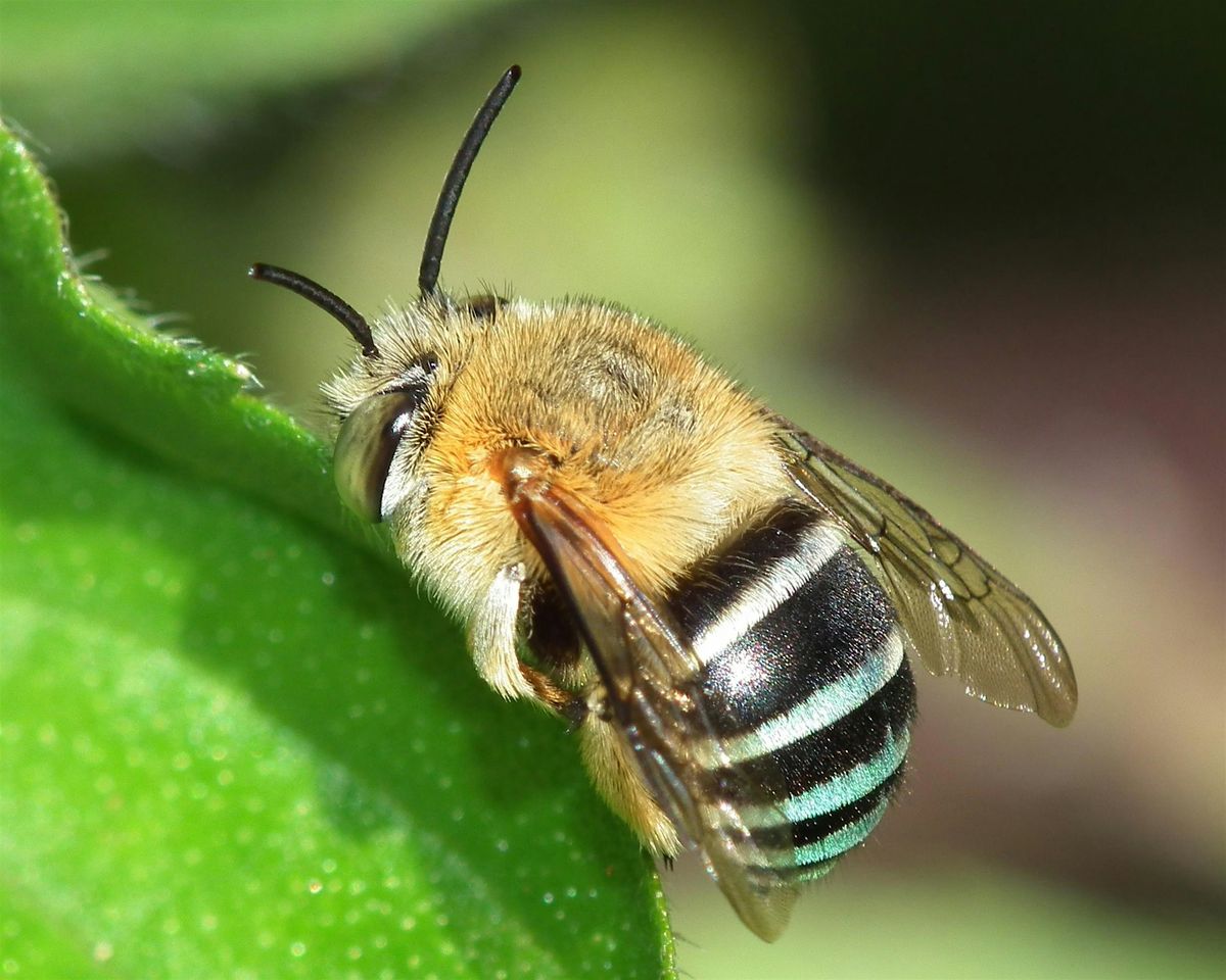 Native bee pollination and hive observation