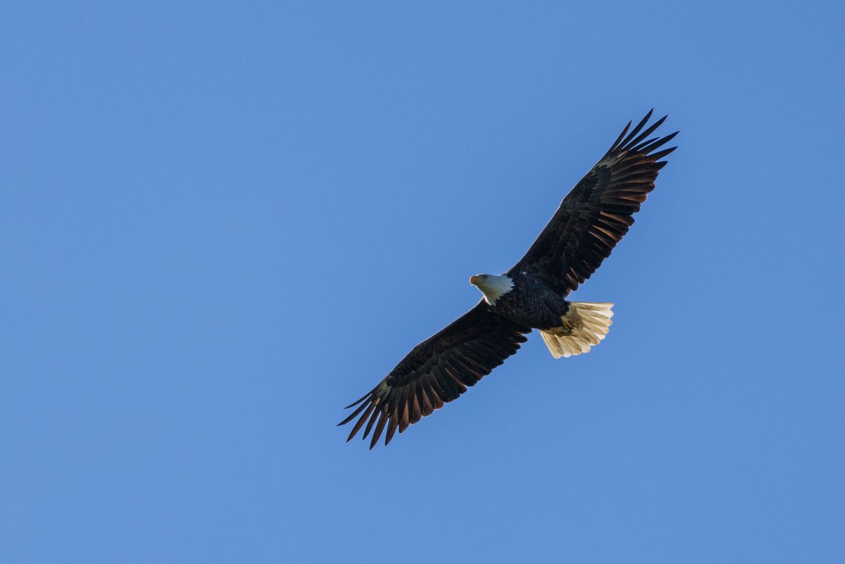 Bald Eagles