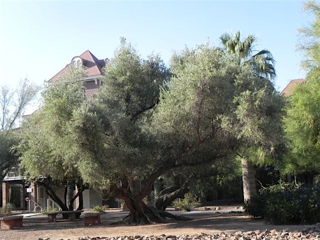 University of Arizona Campus Arboretum History, a tour of the arboretum.