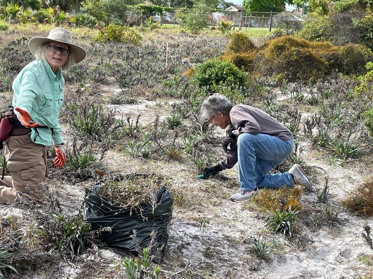 MORNING BOTANIZING at GALAXY SAND PINE SCRUB PRESERVE w\/ Chris Lockhart, Julia, Helen BOYNTON BEACH