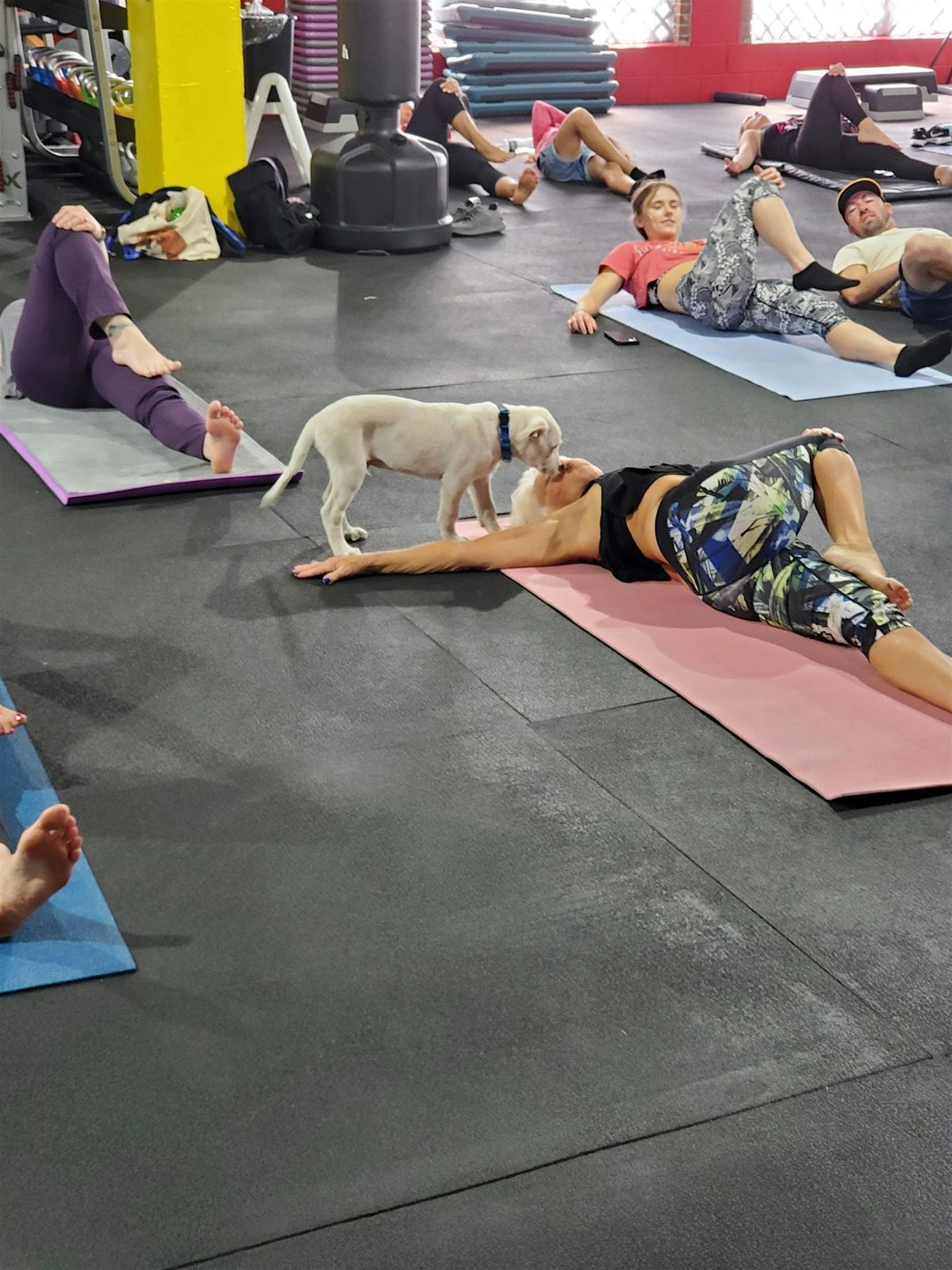 Doggy Noses & Yoga Poses  at Warrior Goddess Fitness