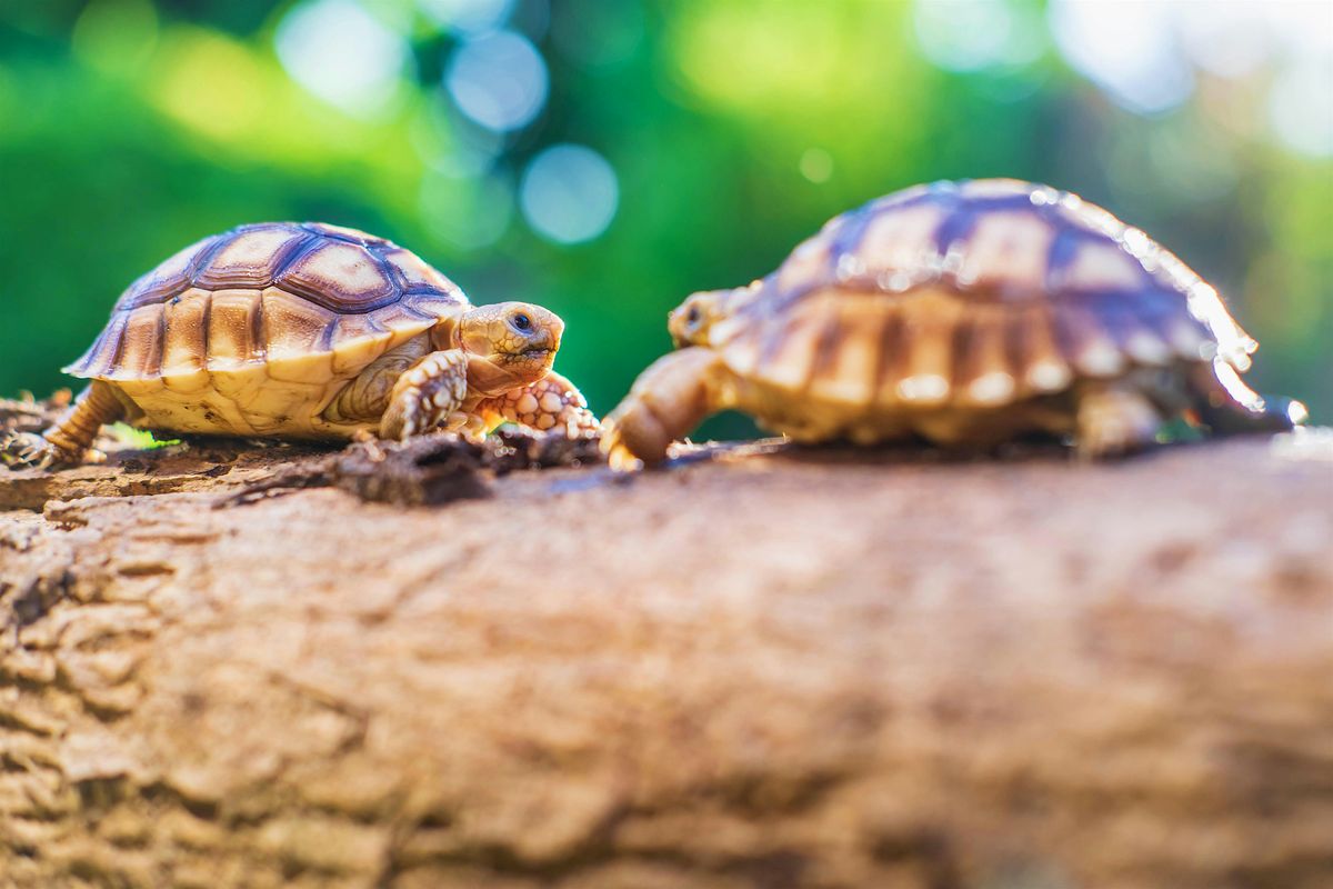 Little Explorers: Reptiles Rock