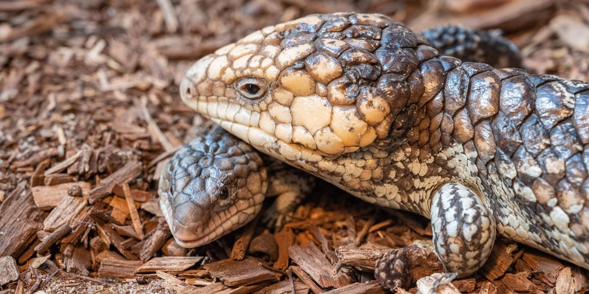 Secret Life of Reptiles \u2014 GET WILD ABOUT WETLANDS