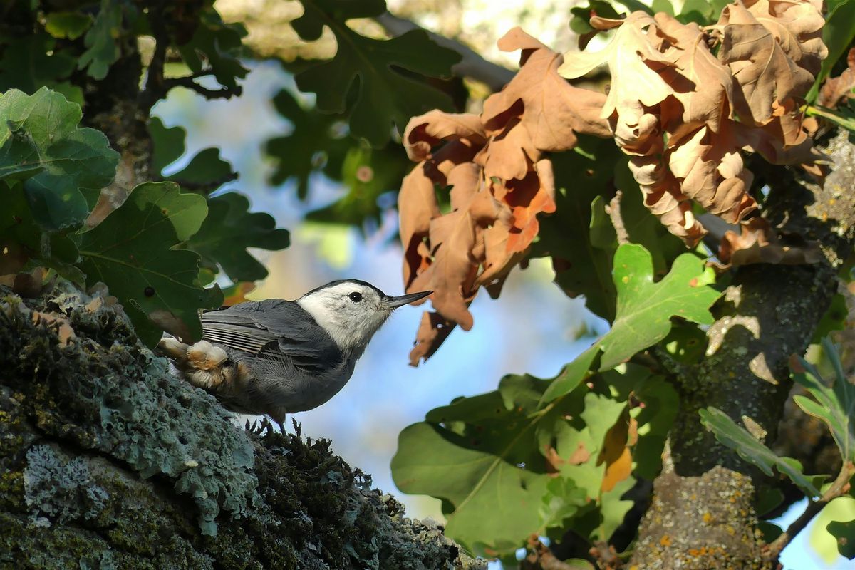 Introducing the Birds of Heather Farm