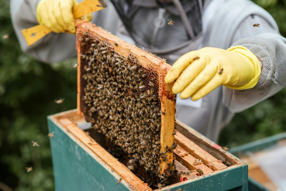 Establish Your Bee Hive!