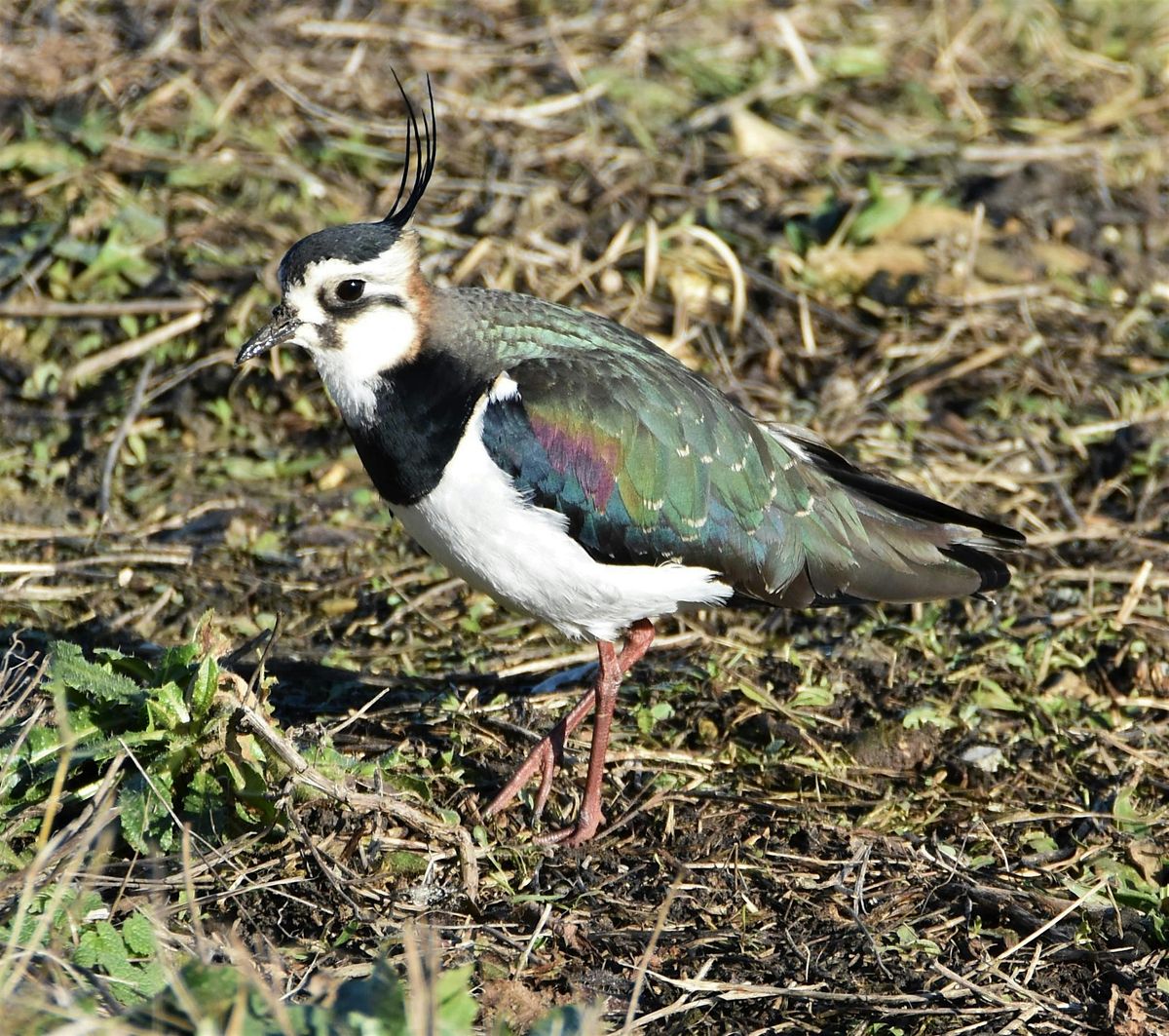 Winter migrant birds, with David Chandler