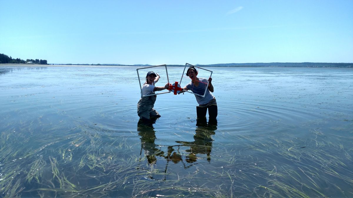 Exploring Padilla Bays Eelgrass Meadow, Padilla Bay National Estuarine