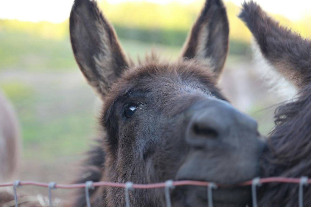 Copy of Donkey 101 - Fundamentals for the New Donkey Owner