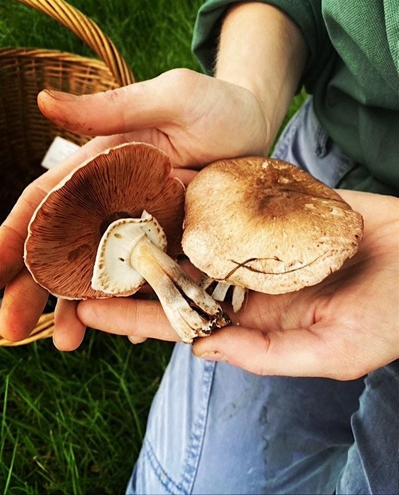 TASTER Foraging Workshop in Eastbourne