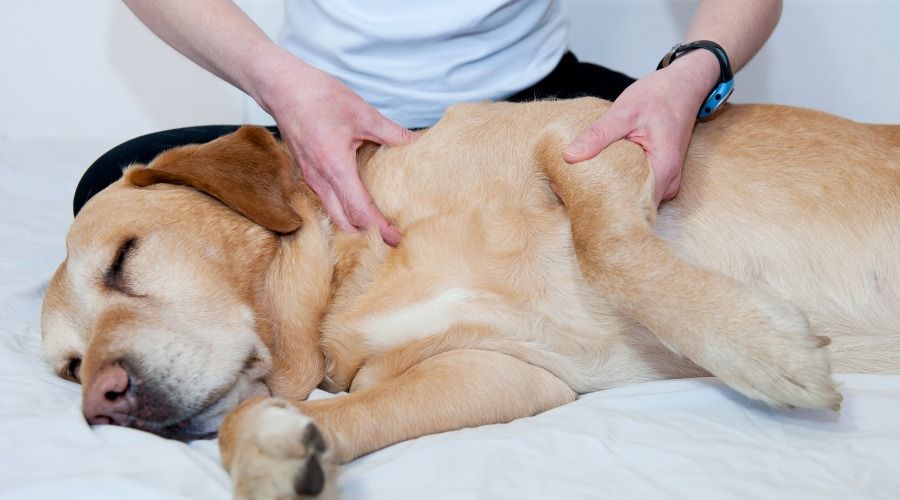 Canine Massage Clinic