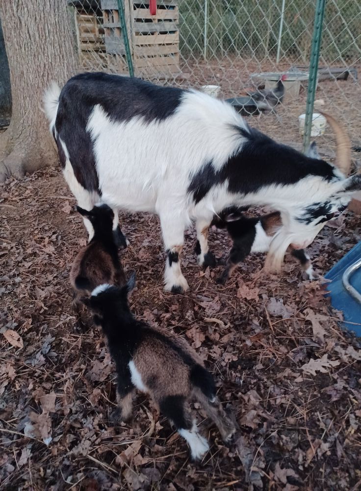 Baby Animal Playtime at The Franklinton Market