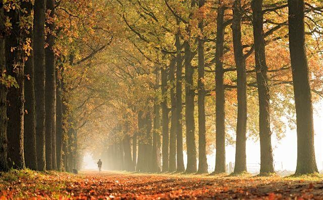 Autumn Tree Walk - The Spinney