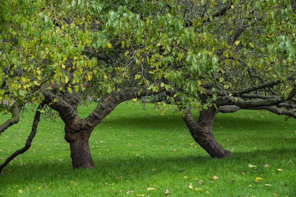 On the trail of King James I's 17th century mulberry garden