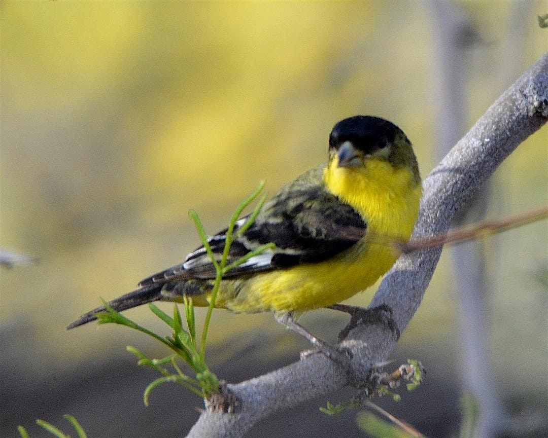 Birding Walk-About, Desert Willow