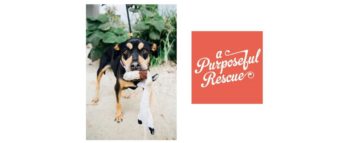 A Purposeful Rescue Adoption Event