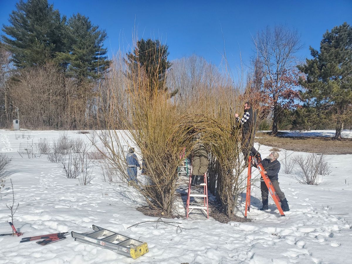 Help Weave the Willow Tunnel at Viles Arboretum!