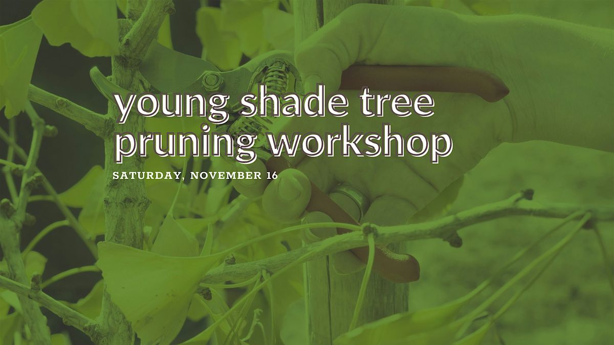 Young Shade Tree Pruning Workshop