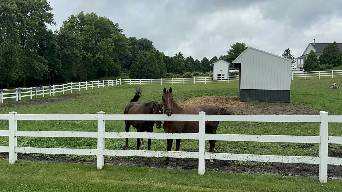 Recreational Horse Riding Lessons