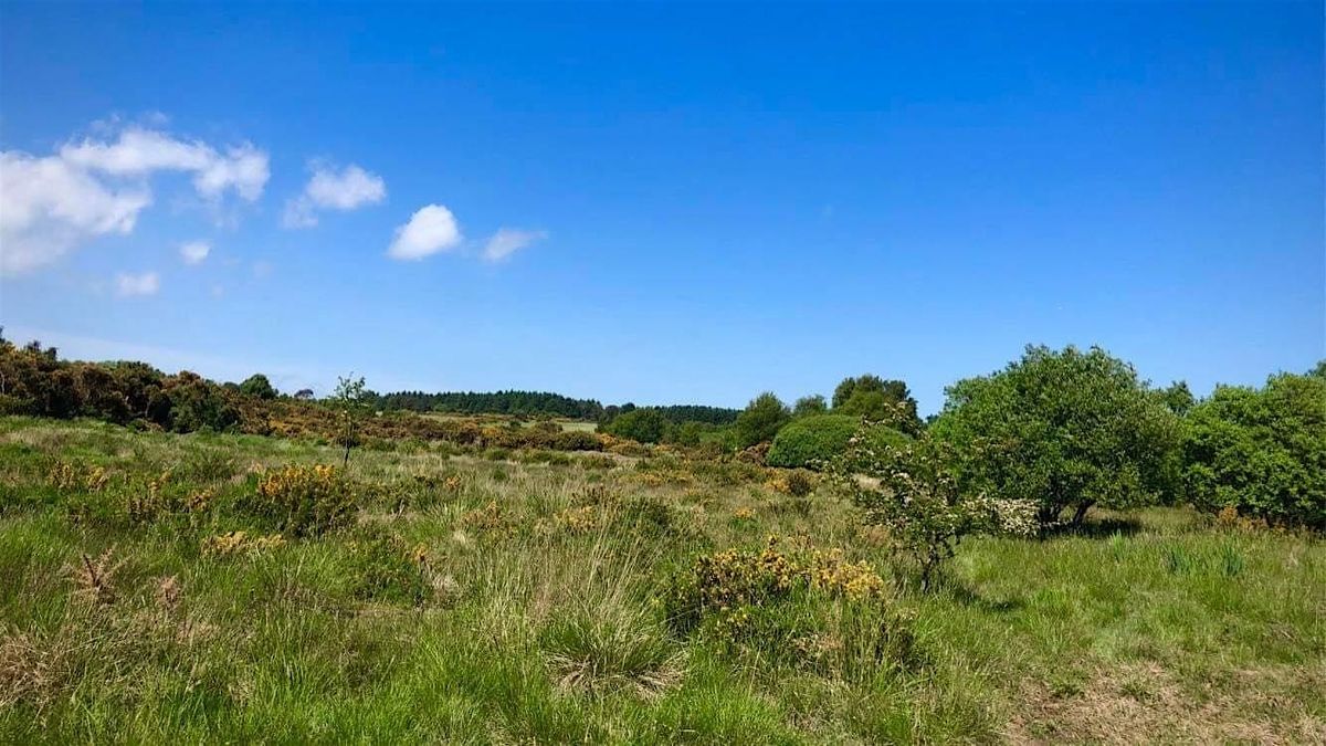 Volunteer Day - Gorse Busters at Scotstown Moor LNR