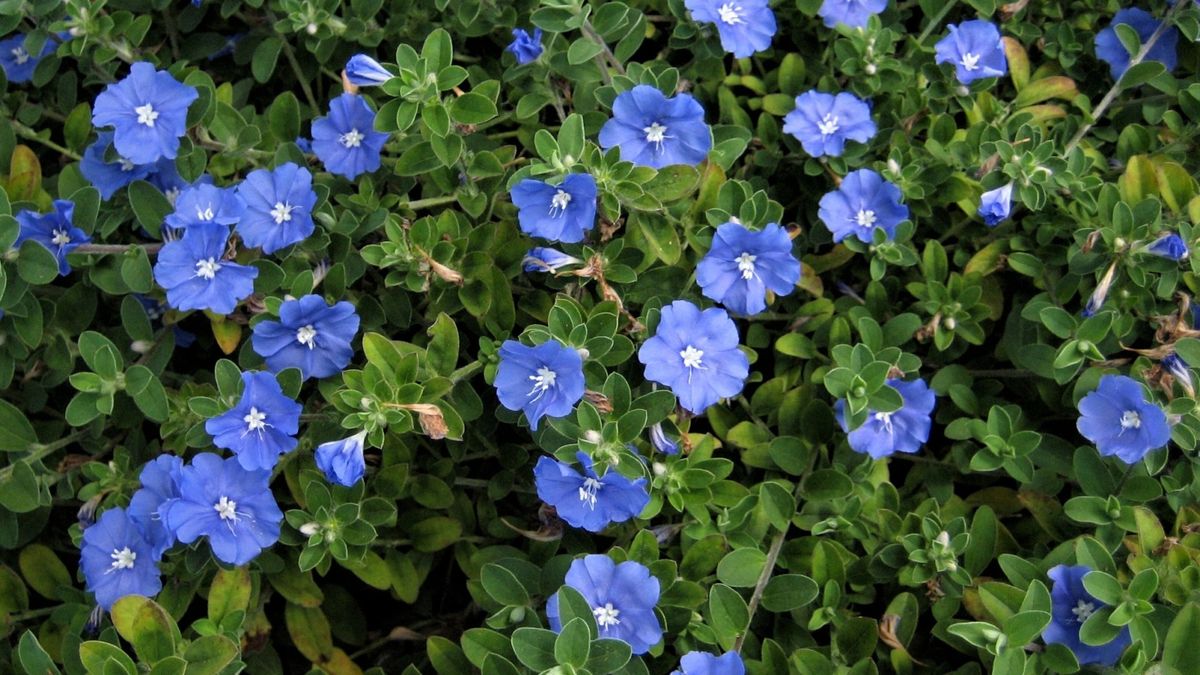 Flowering Plants