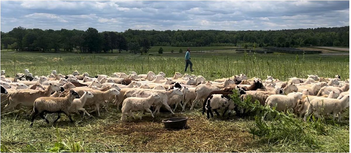 Sheep Herding Experience