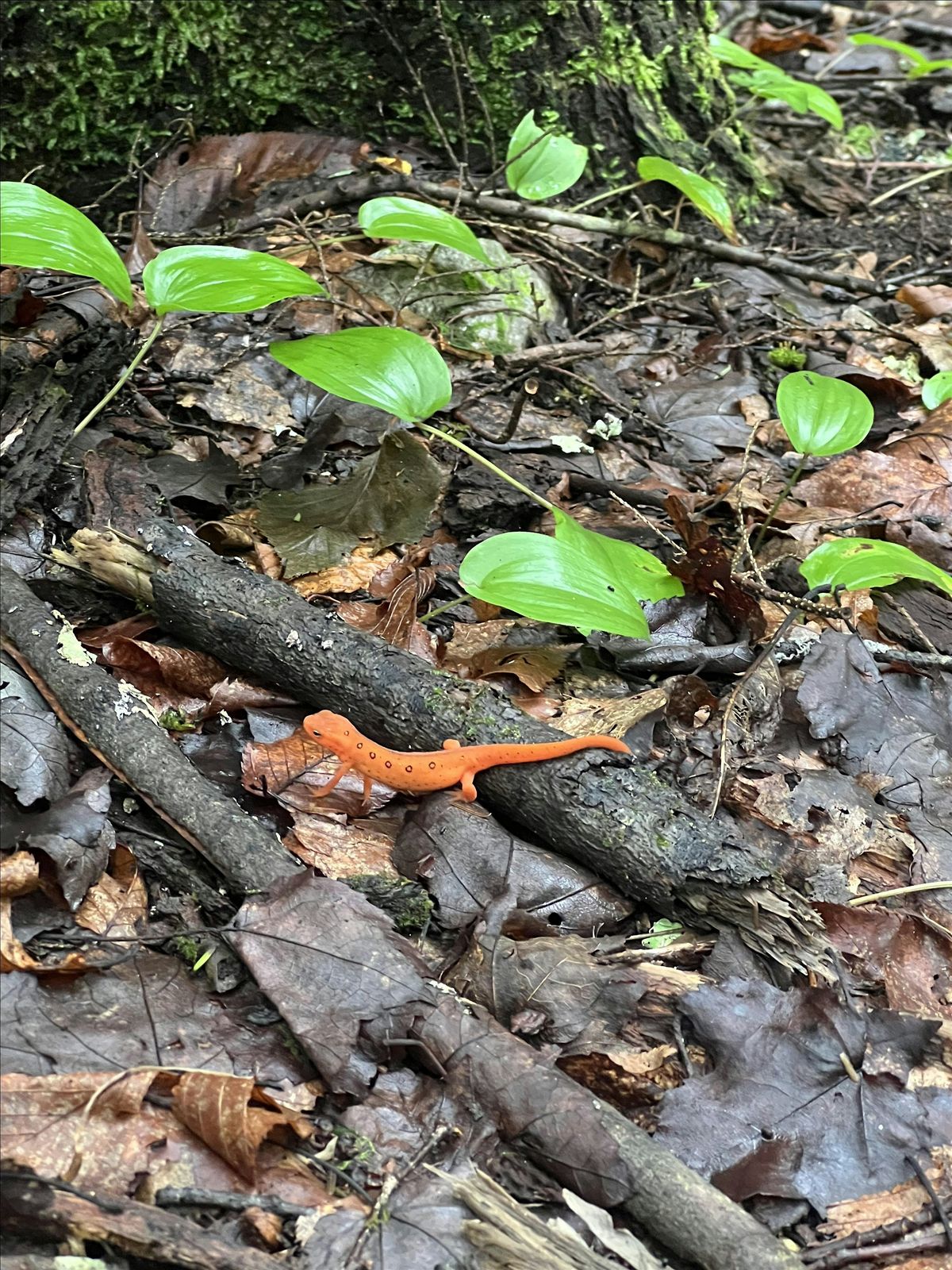 Monday Mountaineers! Rock Oak Trailhead