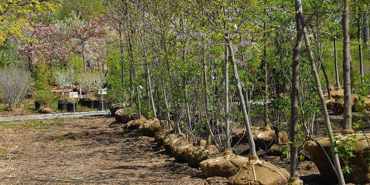 City of Chattanooga Arbor Day