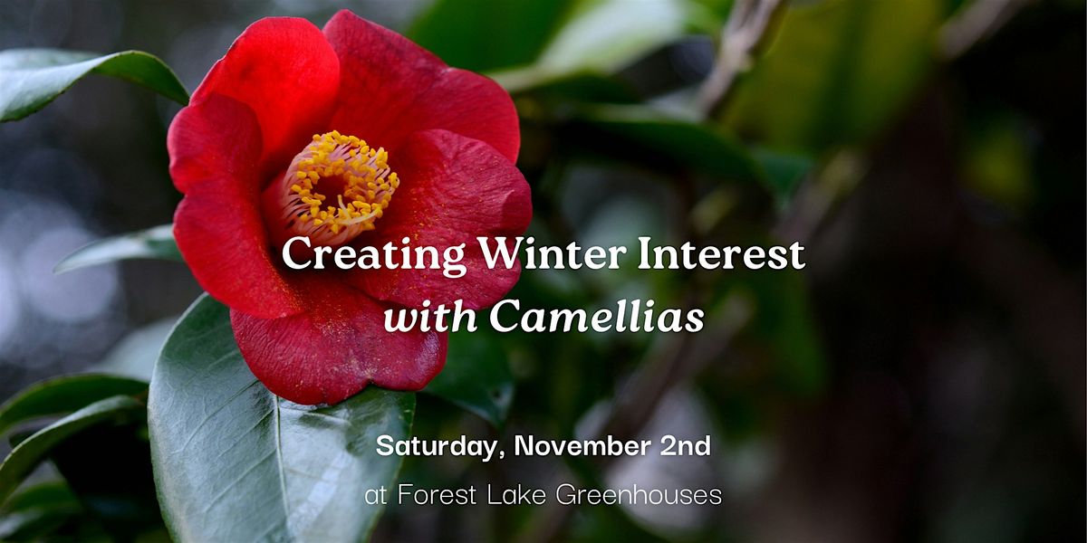 Creating Winter Interest with Camellias