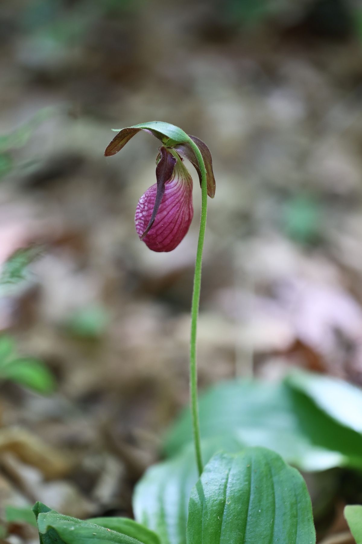 [RESCHEDULED] Lady Slipper & Wildflower Walk at the Peace Sanctuary