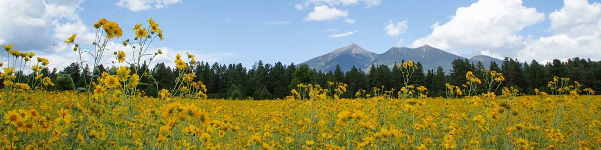 Northern Arizona University Information Session