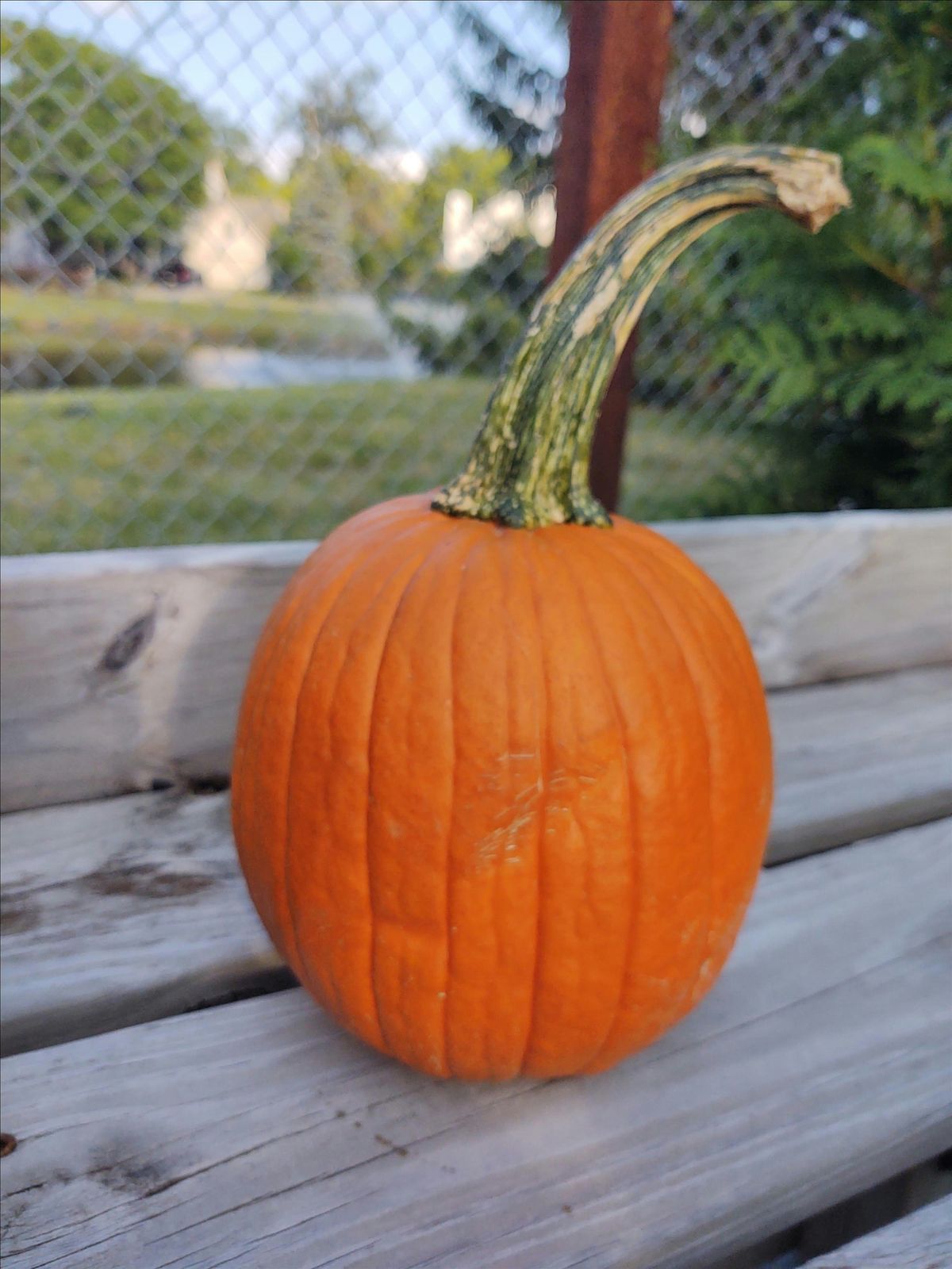 Kids Pumpkin Painting