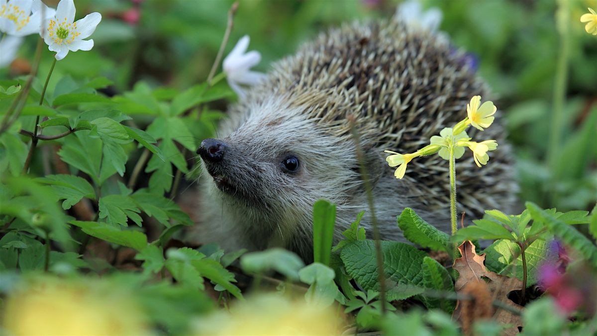 Back to Nature - Helping Our Hedgehogs at Redhill Park