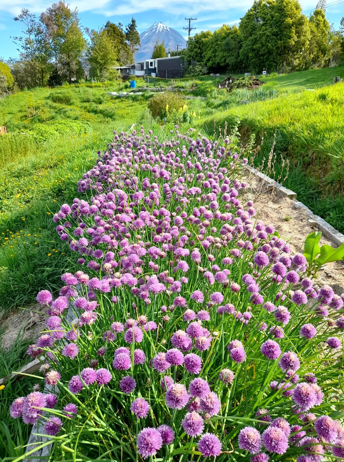 Culinary & Medicinal Herbs