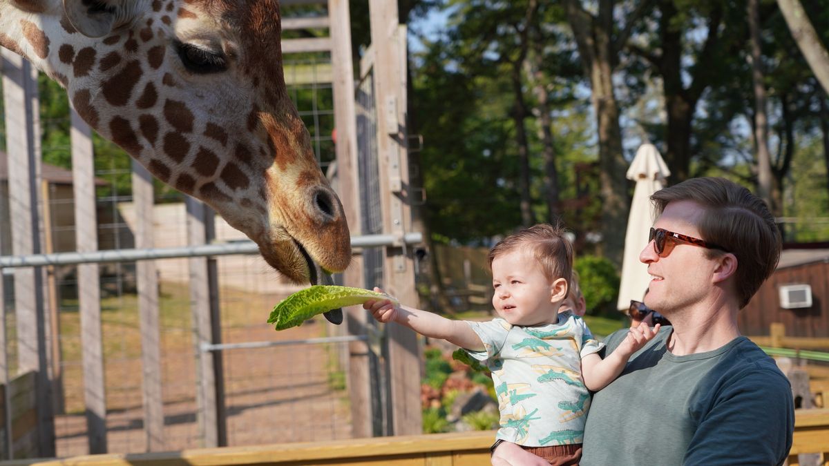 Breakfast with the Giraffes