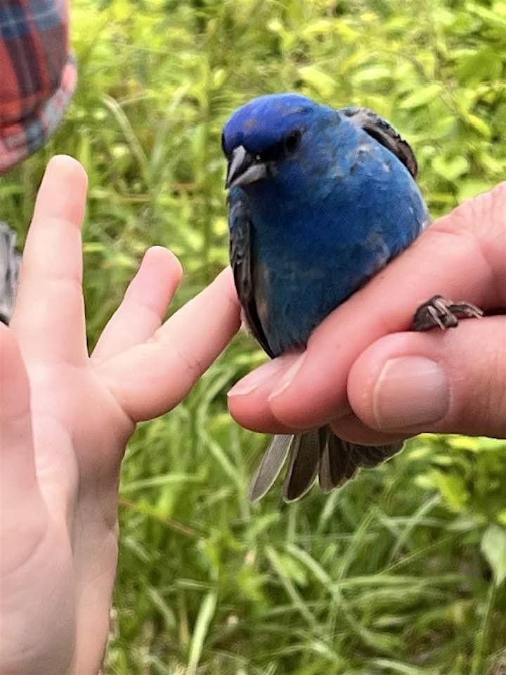 A Visit From Tri-State Bird Rescue: How to Handle an Injured Bird