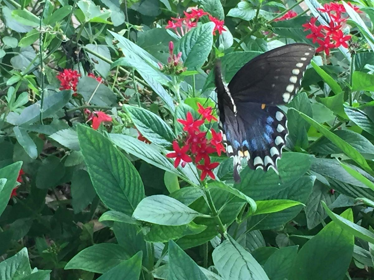 Lunch & Learn- Fluttering Beauty: Your Guide to Butterfly Gardening