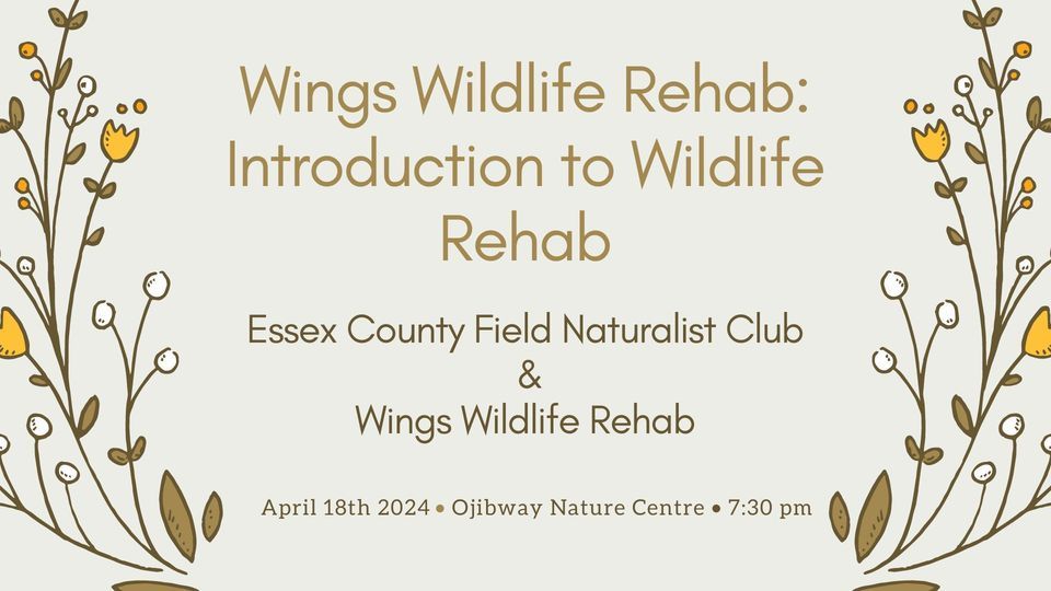 Wings Wildlife Rehab: Introduction to Wildlife Rehab