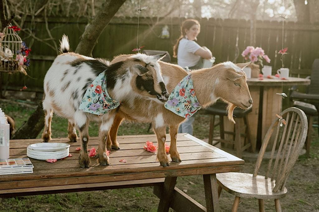 Paint Pottery & Sip with Goats