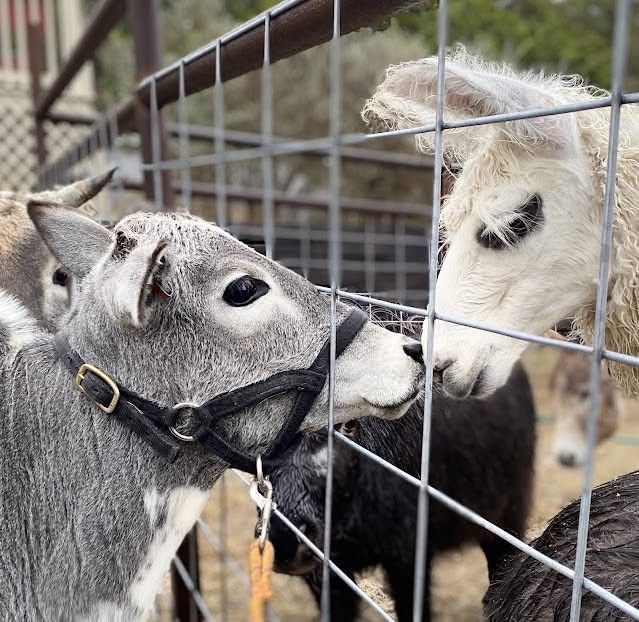 Happy Tails Petting Zoo