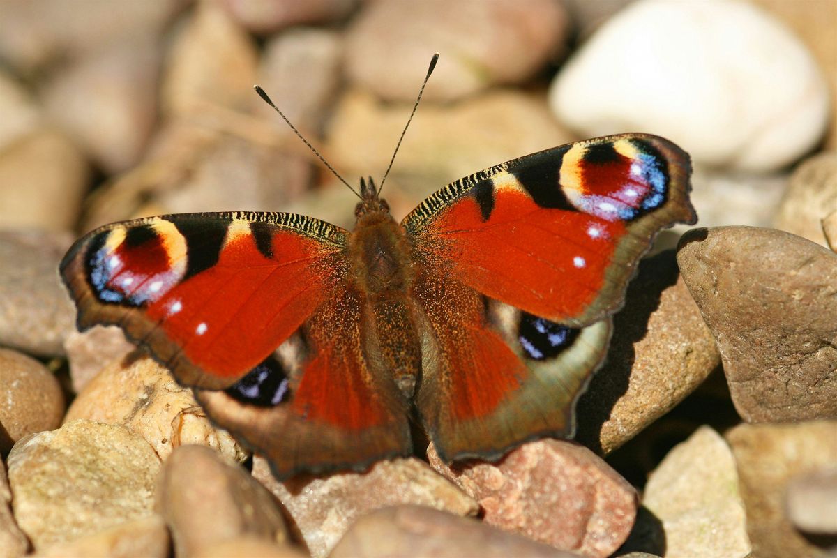 Butterfly walk and talk -  Woolley Firs, Tuesday 16 July (Adults only)