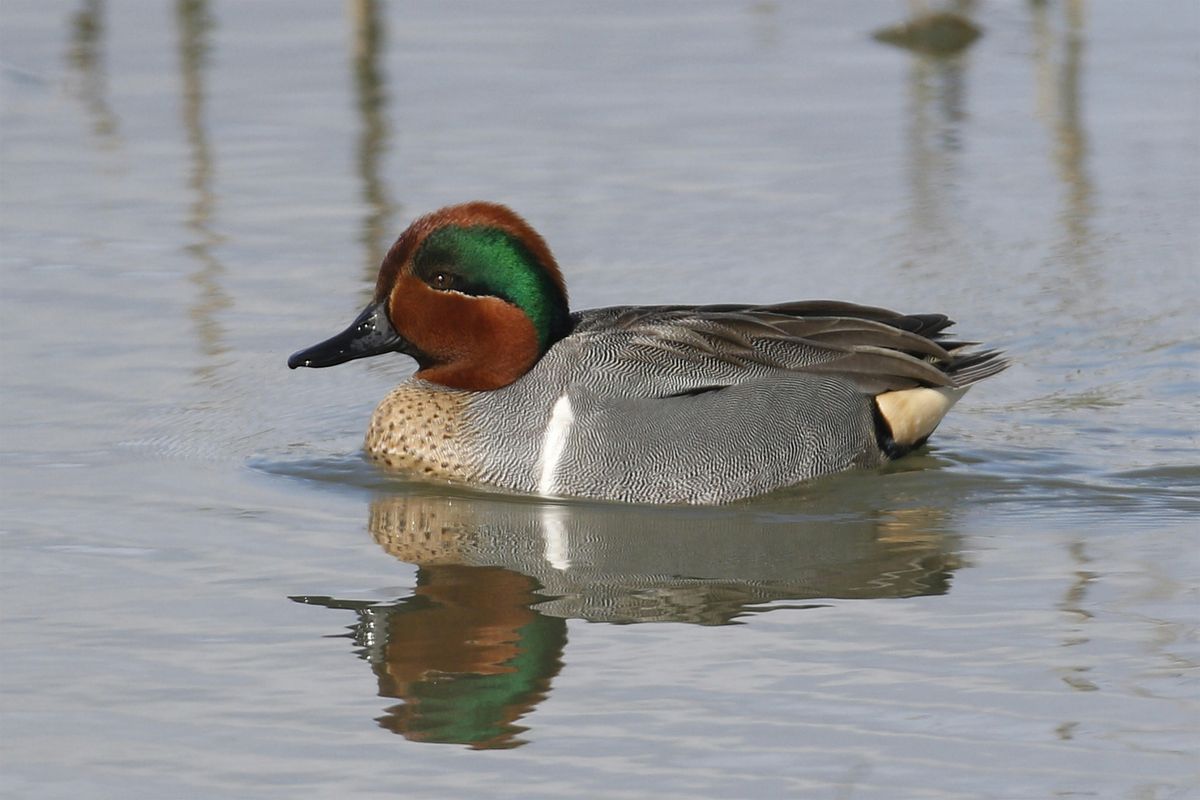 Palo Alto Baylands