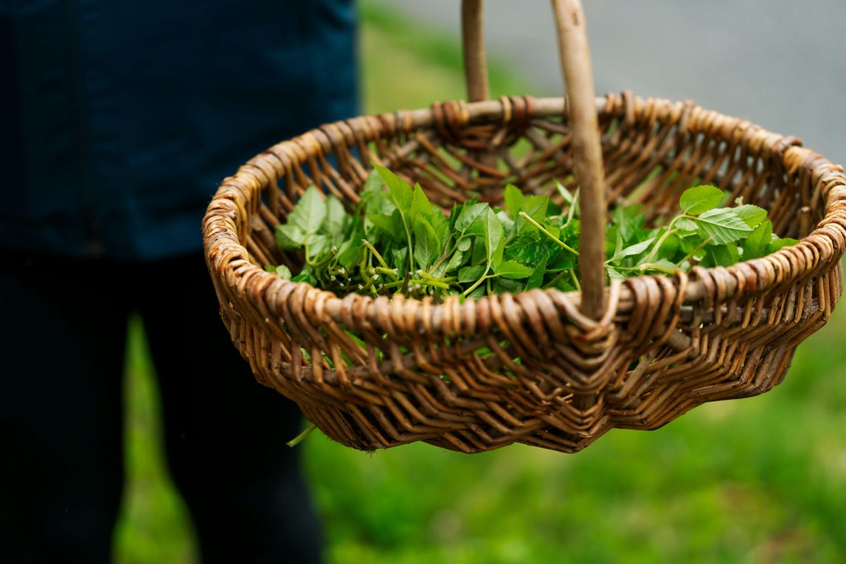 TASTER Foraging Workshop in Brighton