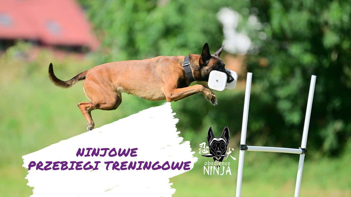 Ninjowe przebiegi treningowe z Pierun Dog - LUTY 2025